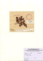 藏品(Callithamnion stuposum Suhr)的圖片